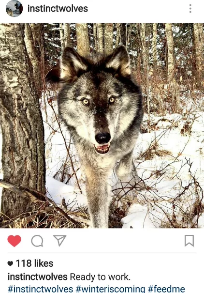 wolf game of thrones